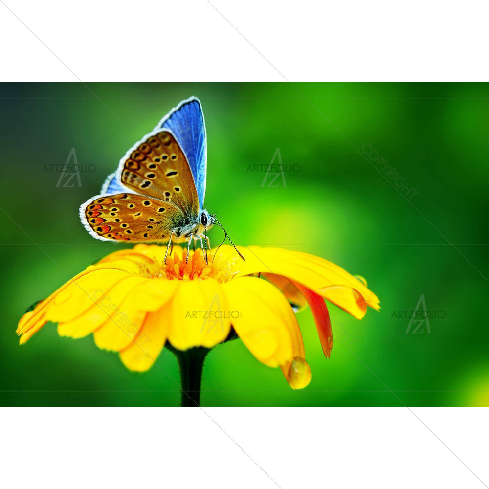 Blue Butterfly On Yellow Flower — Botanical custom art by ArtzFolio