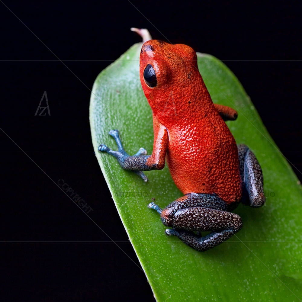 Red Poison Dart Frog Blue Legs — American custom art by ArtzFolio