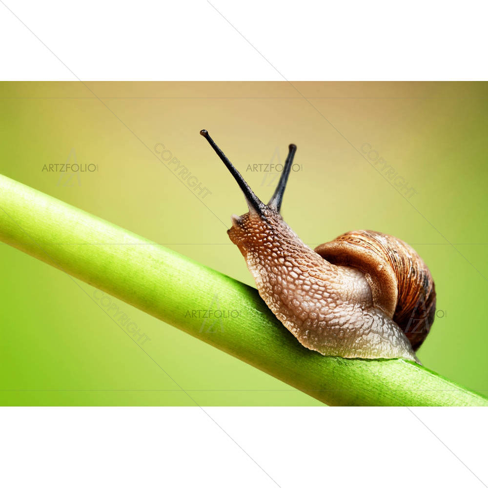 Snail Crawling On Green Stem — Animals custom art by ArtzFolio