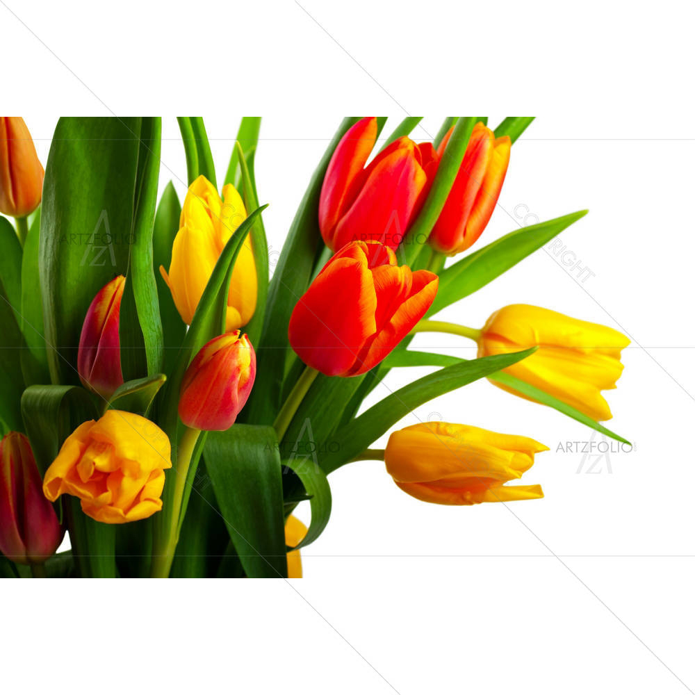 Red & Yellow Tulips — custom-size art design 5000716
