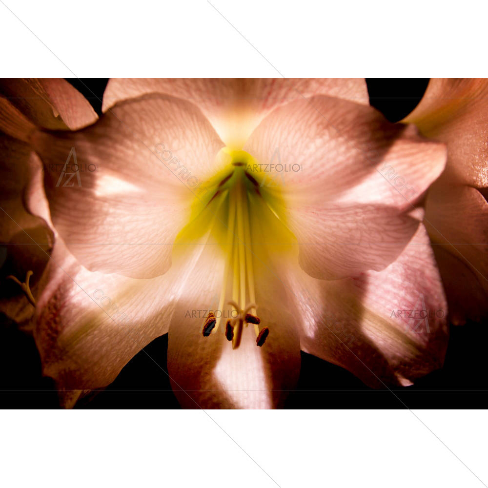 Amaryllis — Botanical custom art by ArtzFolio