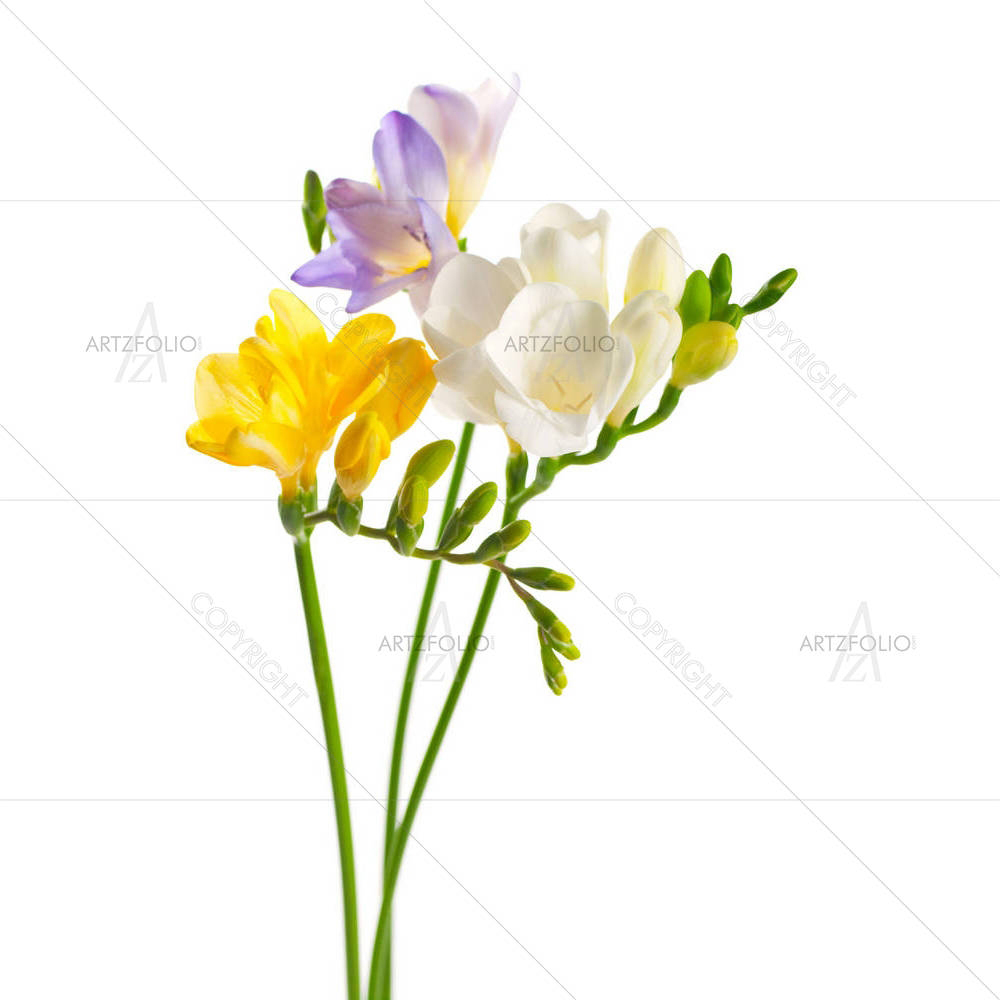 White & Yellow & Purple Freesia Flowers — Botanical custom art by ArtzFolio
