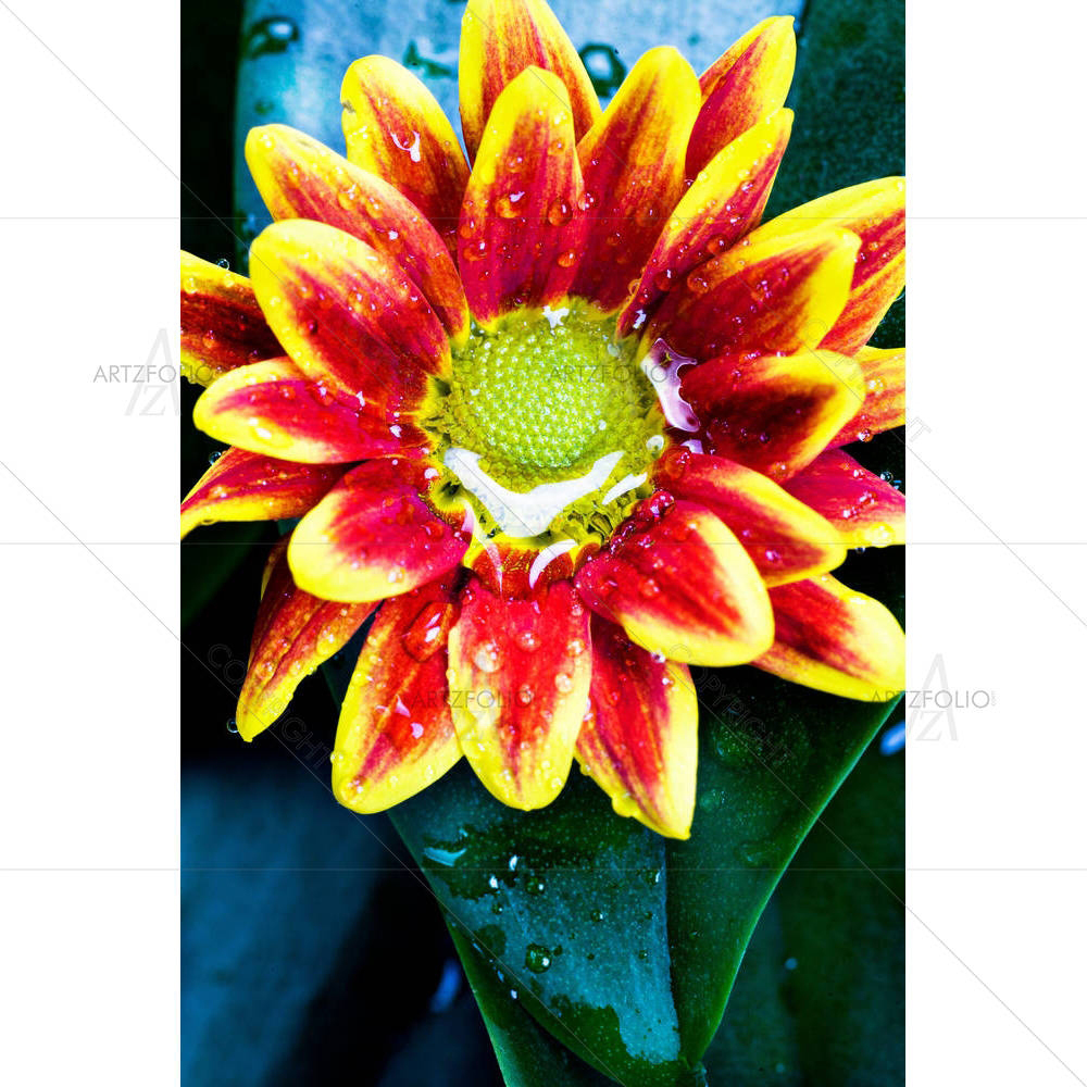 Plants With The Morning Dew D1 — custom-size art design 5000842