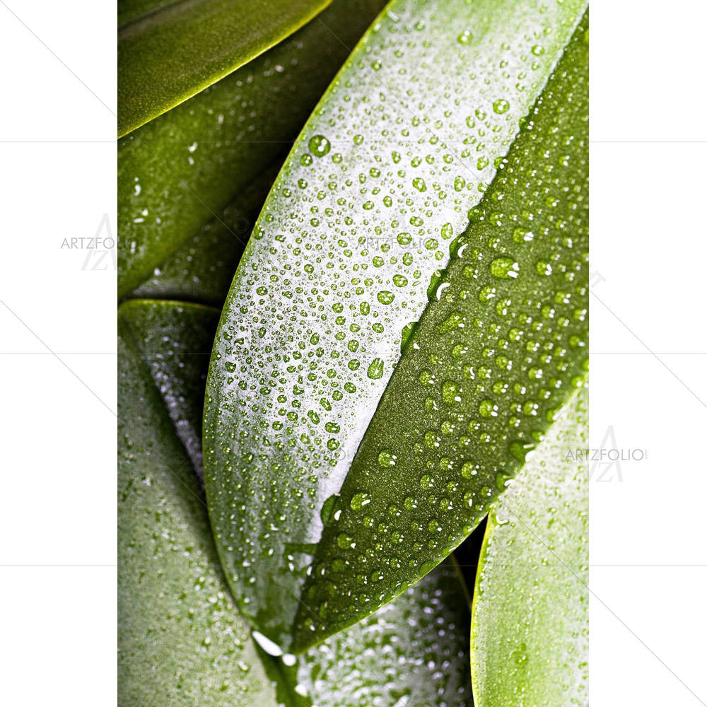 Plants With The Morning Dew D2 — custom-size art design 5000843
