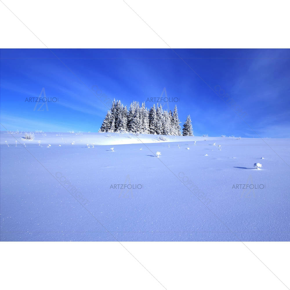 Lone Grove Of Spruce Trees — custom-size art design 5000858