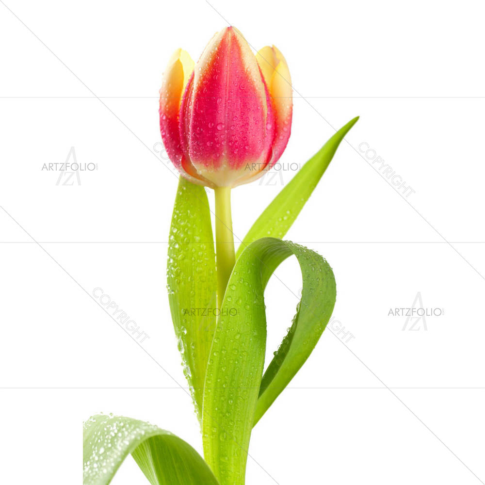 Pink Tulip In Water Drops — custom-size art design 5000861
