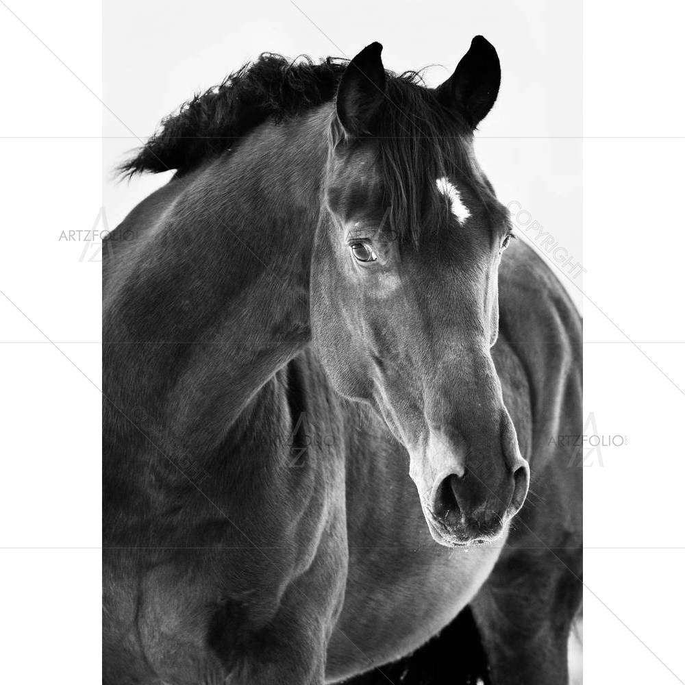 Black Horse Portrait — Ancient custom art by ArtzFolio