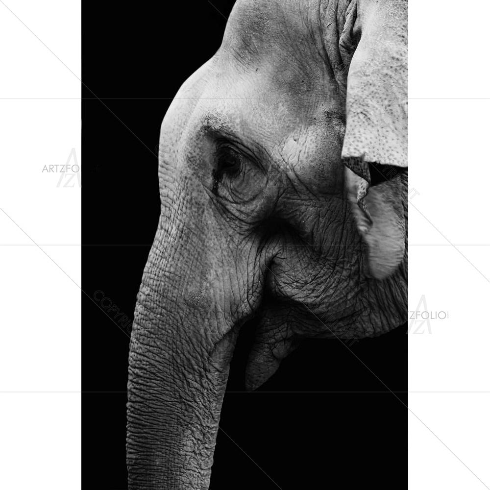 Black & White Elephant — African custom art by ArtzFolio