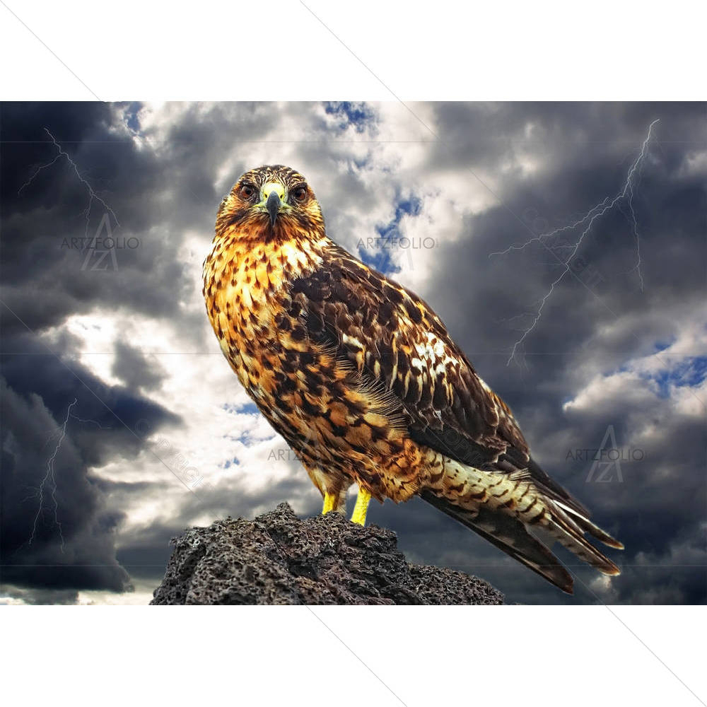 Galapagos Eagle — custom-size art design 5000890