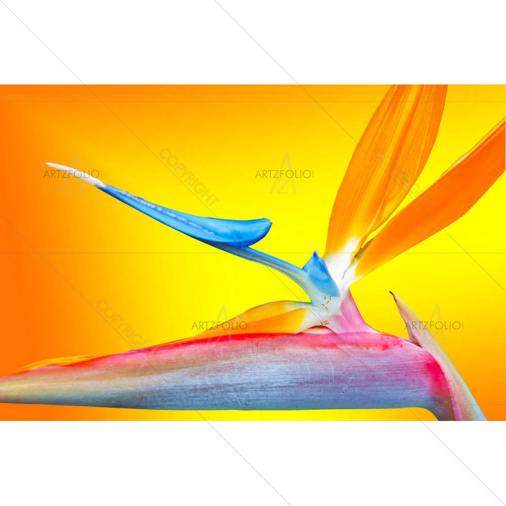 Paradise Flower — custom-size art design 5000898