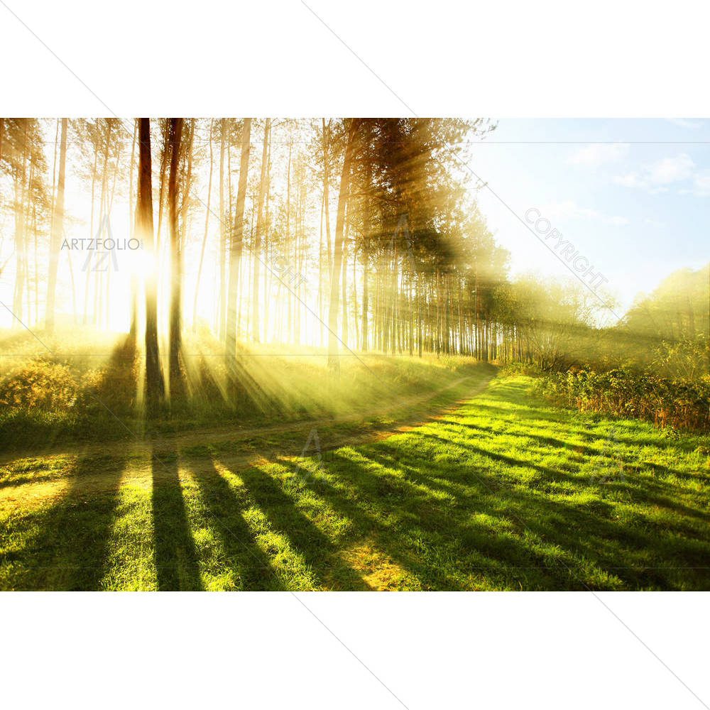 Sunny Forest — custom-size art design 5000900