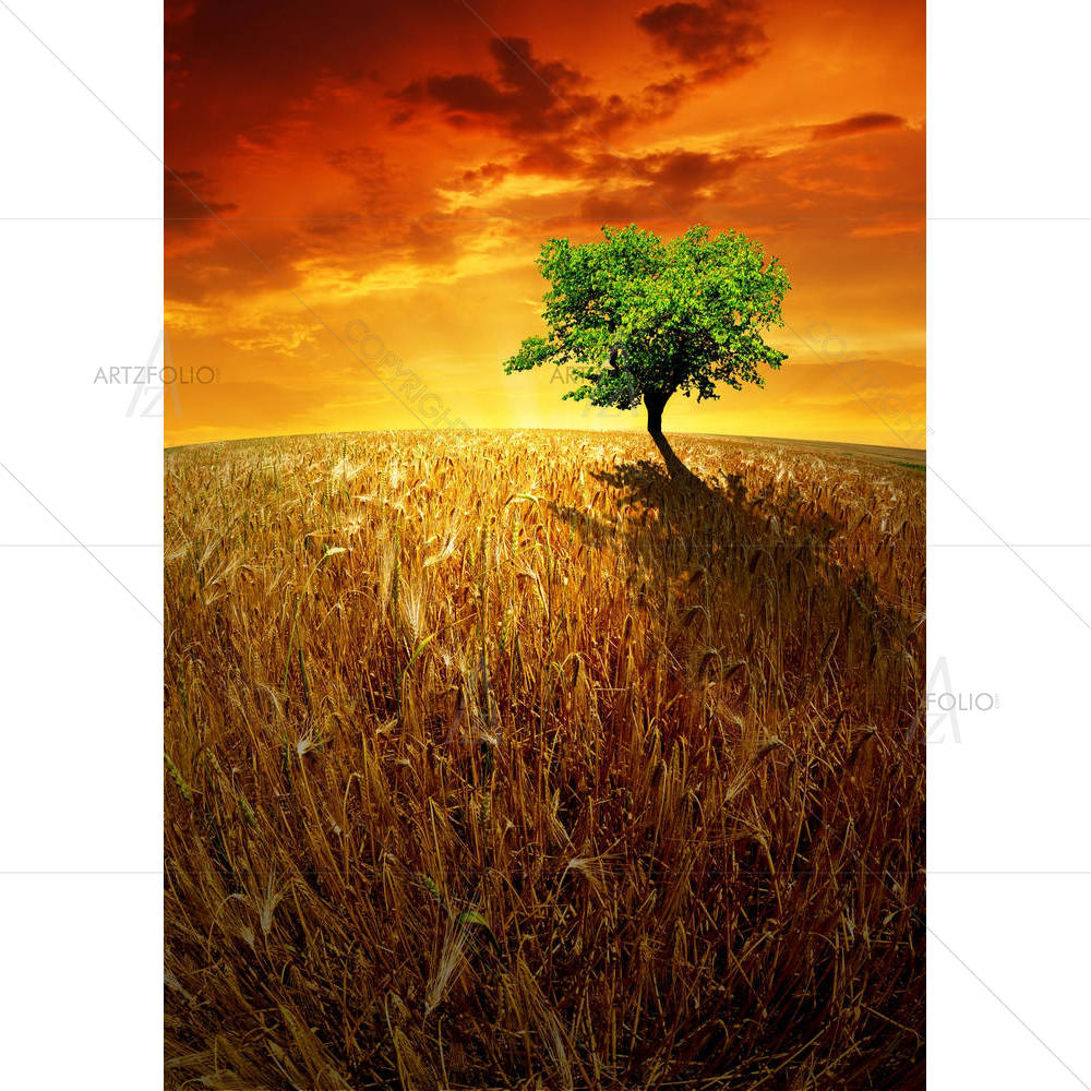 Sunset Over Wheat Fields — custom-size art design 5000942