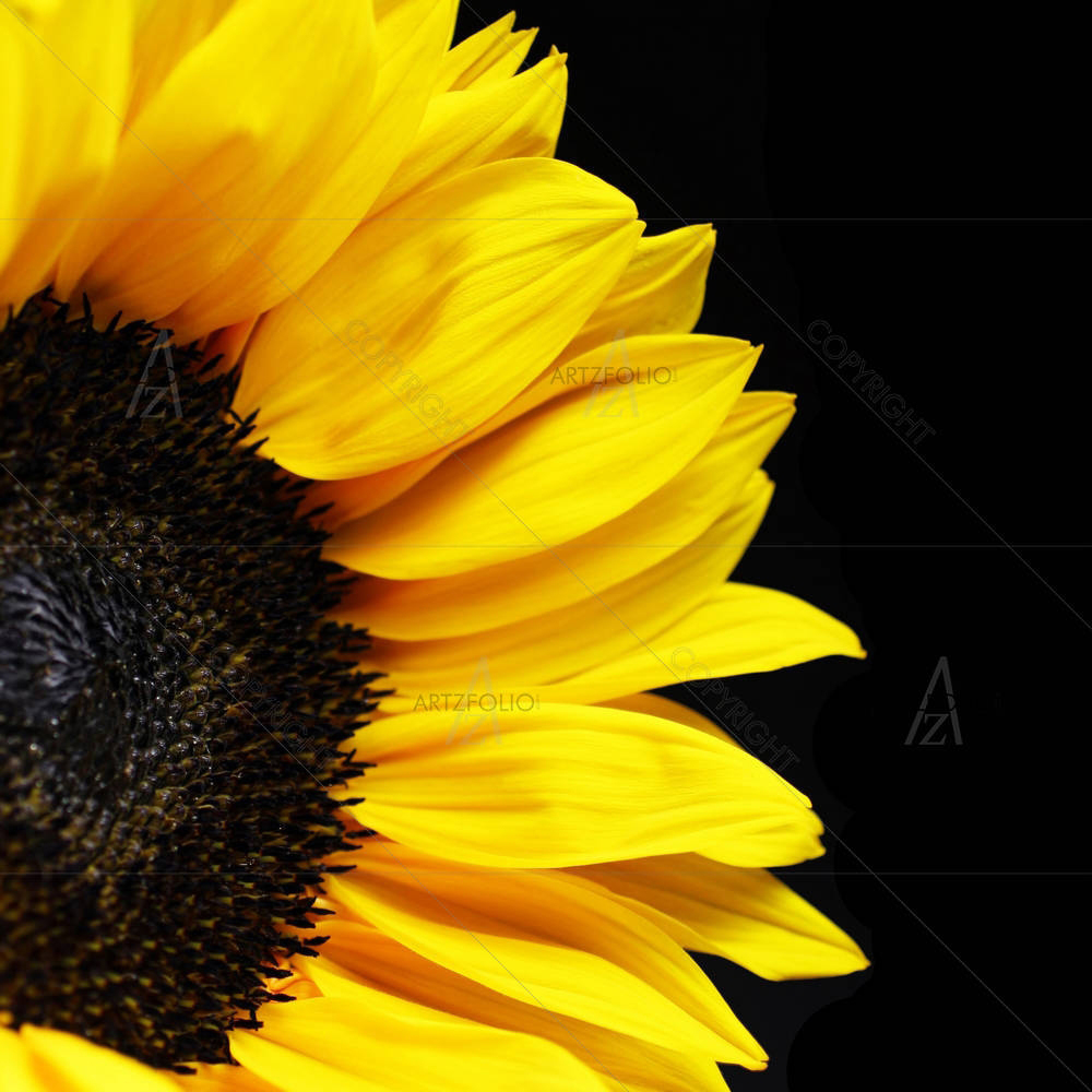 Sunflower D3 — custom-size art design 5000947