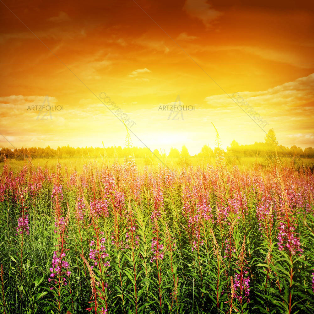 Bright Sunset & Flower Field — custom-size art design 5000981