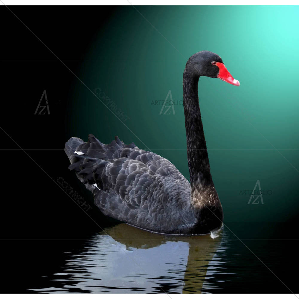 Black Swan On The Water — custom-size art design 5000983