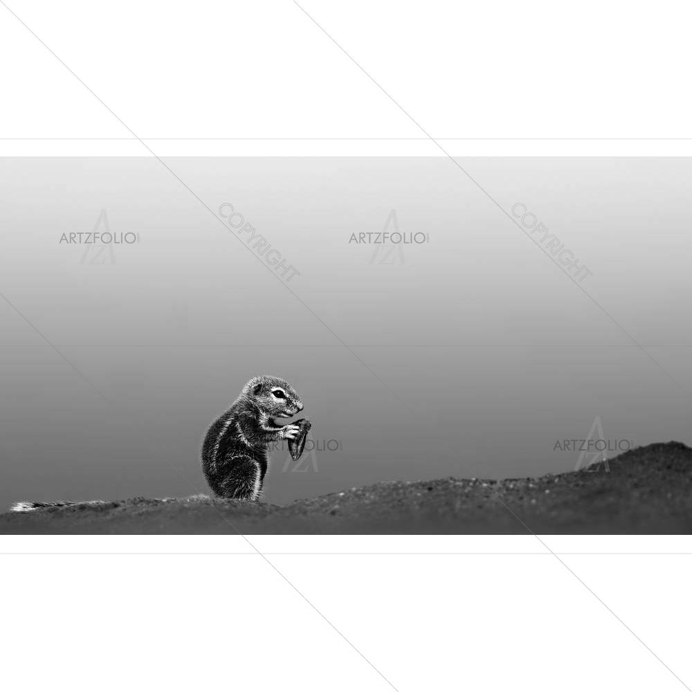 Ground Squirrel Feeding In Desert — custom-size art design 5001011
