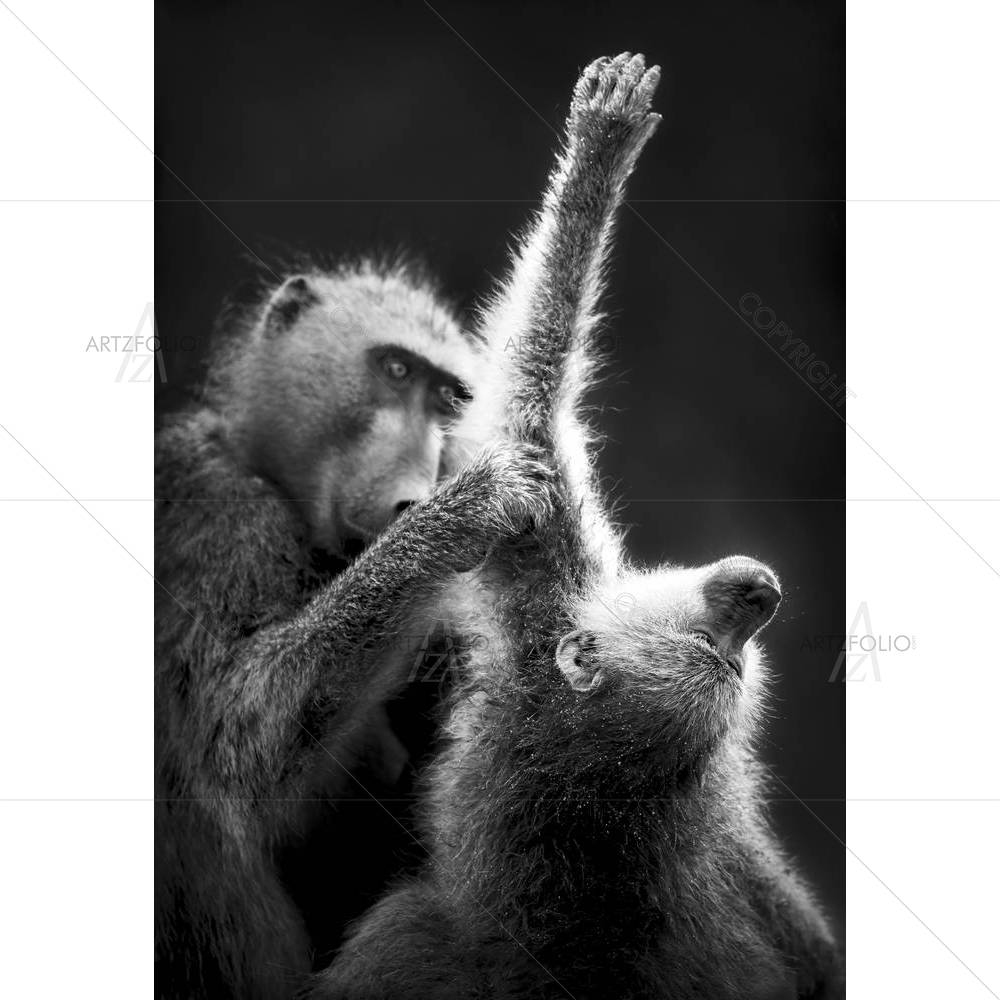 Baboons Grooming — African custom art by ArtzFolio