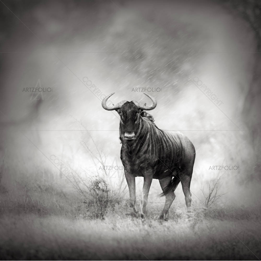 Blue Wildebeest In Rainstorm — African custom art by ArtzFolio