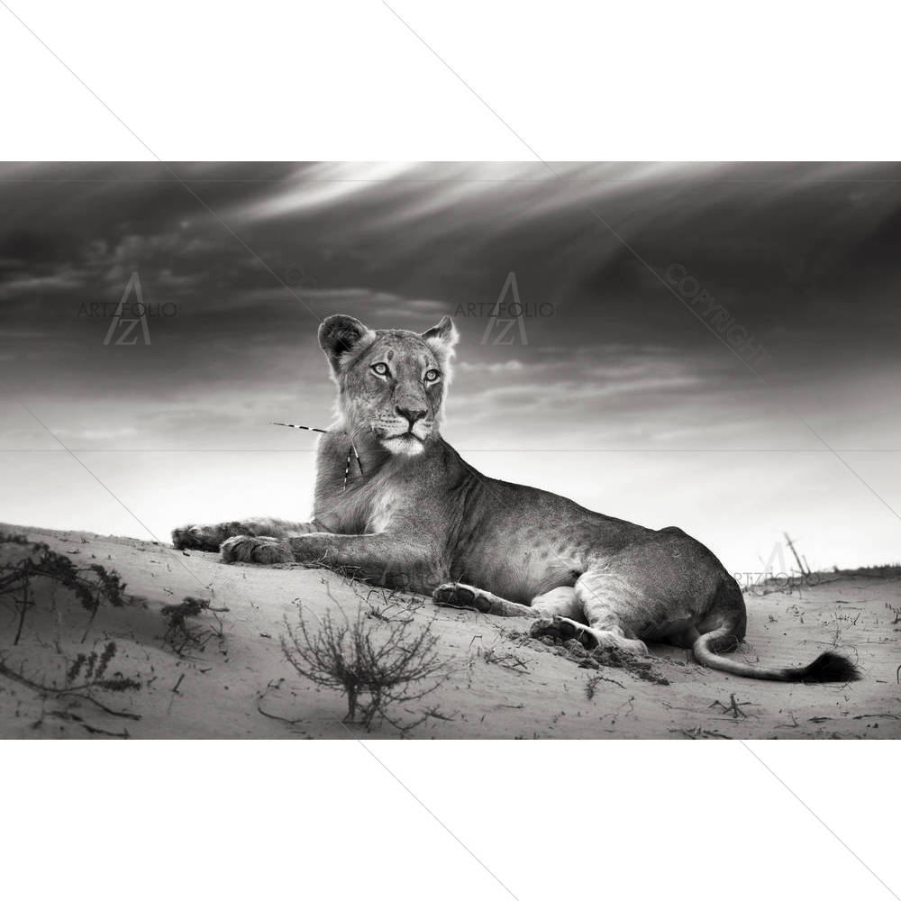 Lioness On Desert Dune — African custom art by ArtzFolio