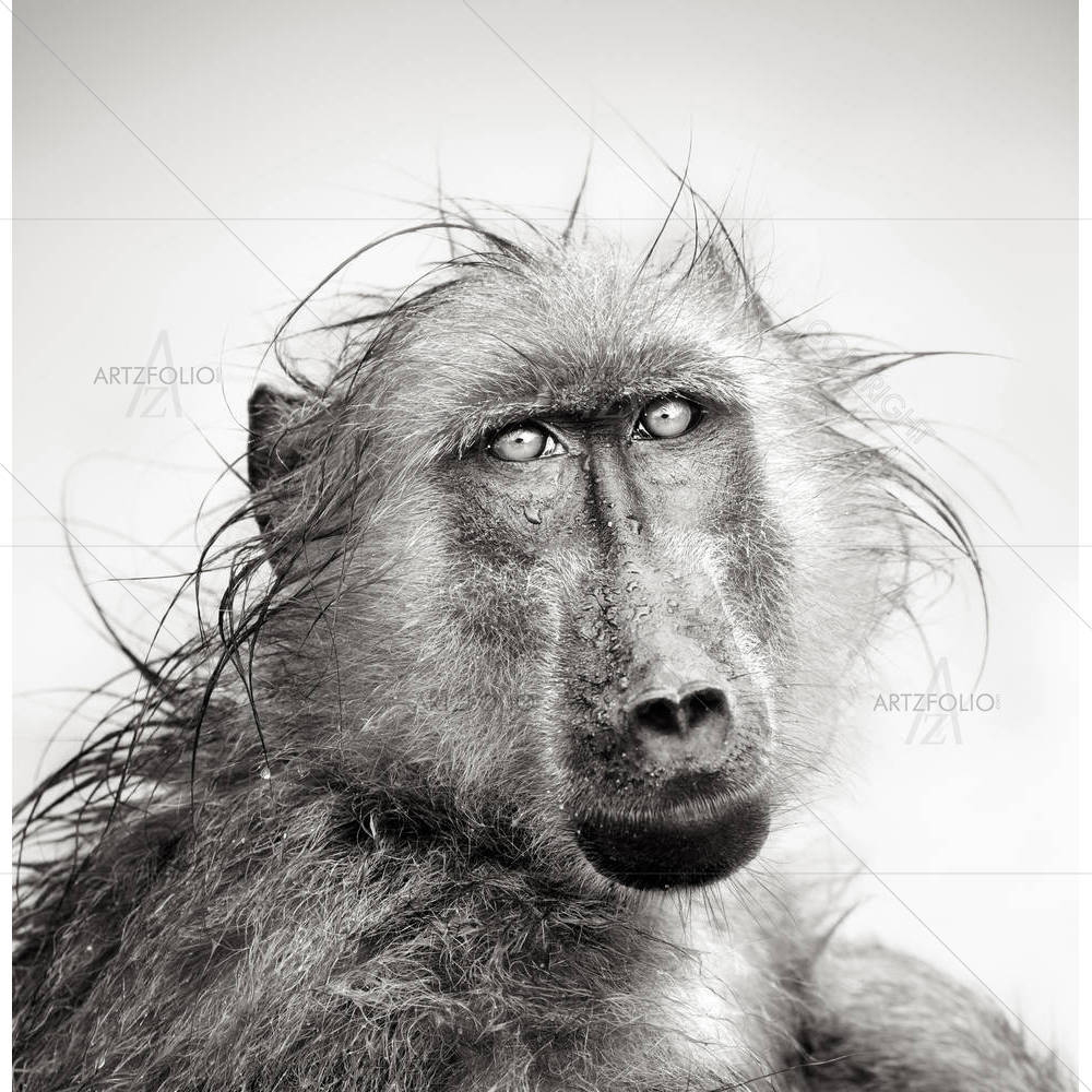 Baboon In Rain — African custom art by ArtzFolio