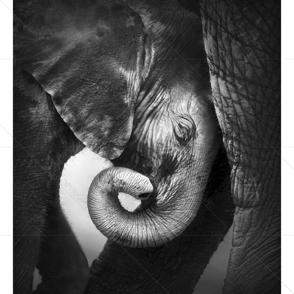 Baby Elephant Seeking Comfort Against Mother — custom-size art design 5001019