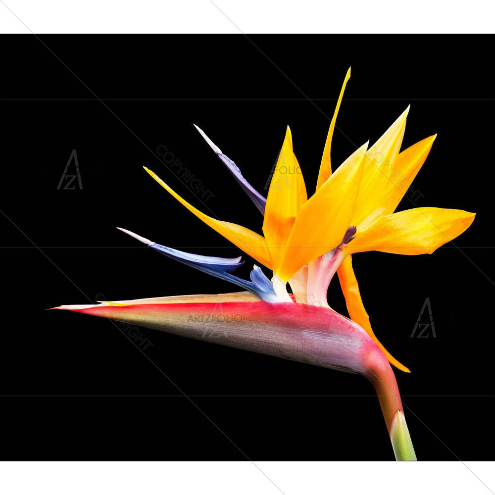 Bird Of Paradise Flower D1 — custom-size art design 5001080