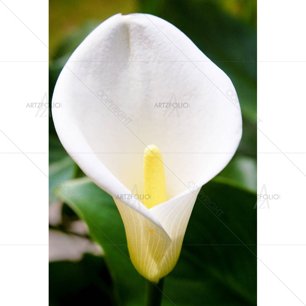 Zantedeschia Aethiopica — custom-size art design 5001081