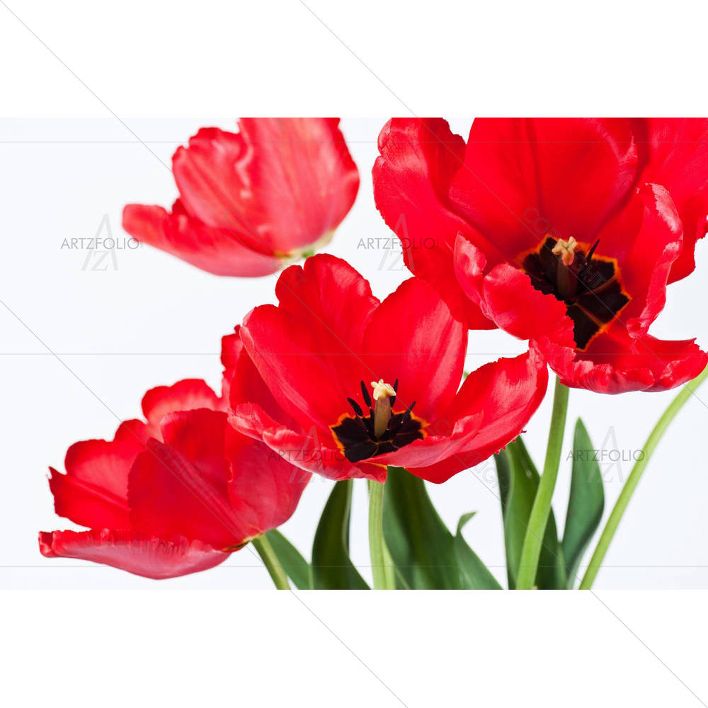 Photo of Tulips — custom-size art design 5001087