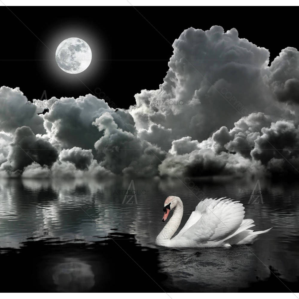 White Swan At Night — custom-size art design 5001133