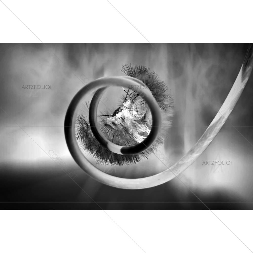 Rebirth — custom-size art design 5001138
