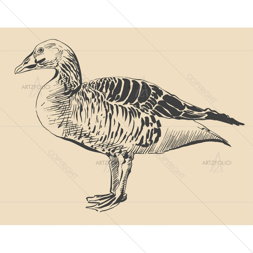 Bird Duck — custom-size art design 5001151
