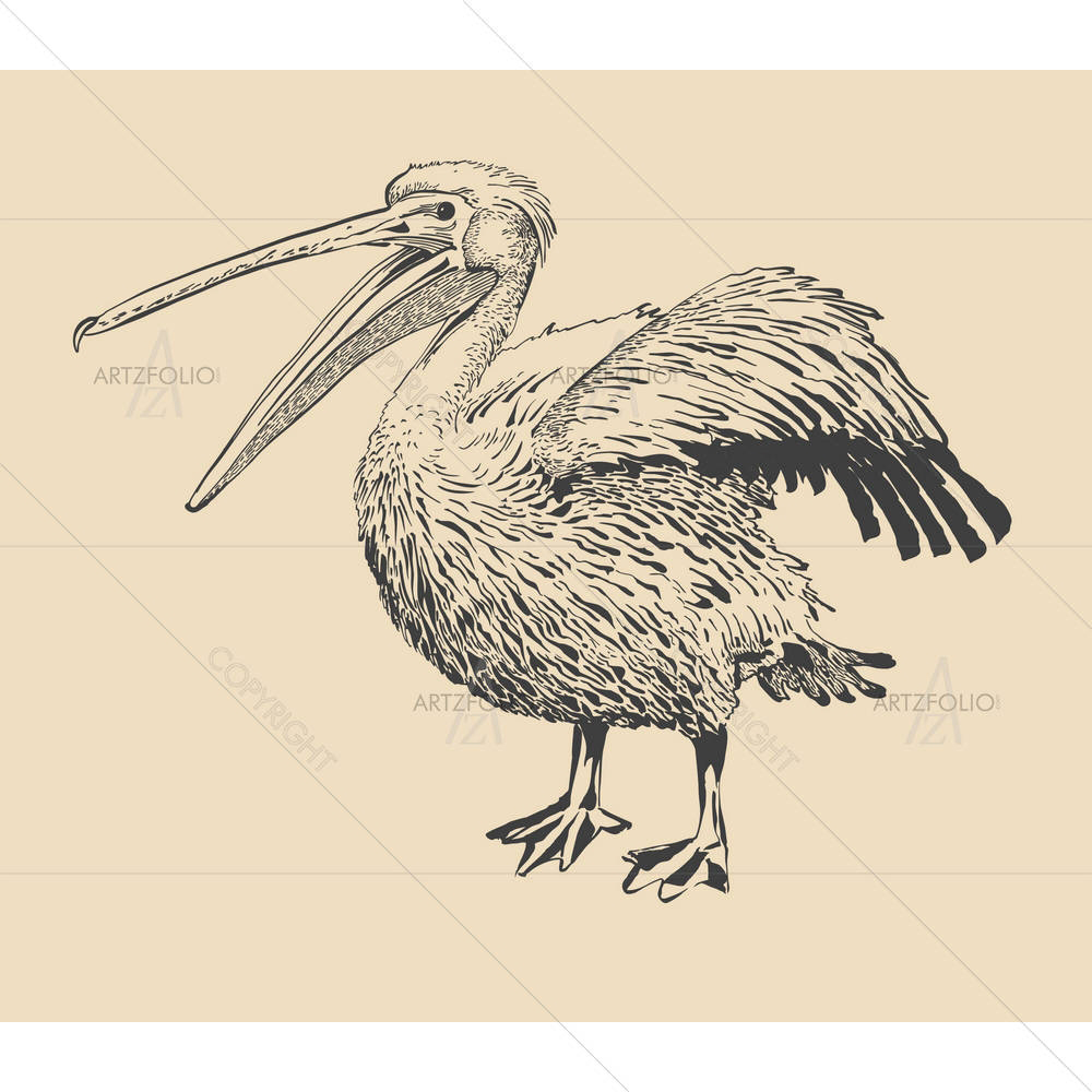 Pelican With Open Beak — custom-size art design 5001152