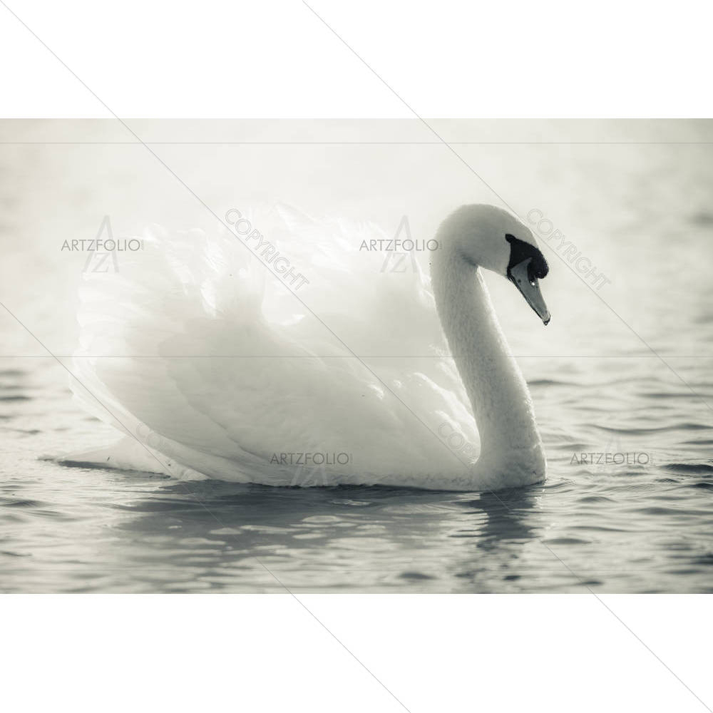 Swan In A Lake D2 — Animals custom art by ArtzFolio