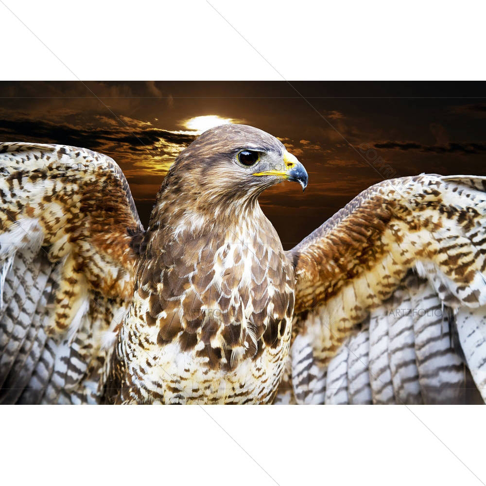 Buzzard Bird Buteo — custom-size art design 5001200