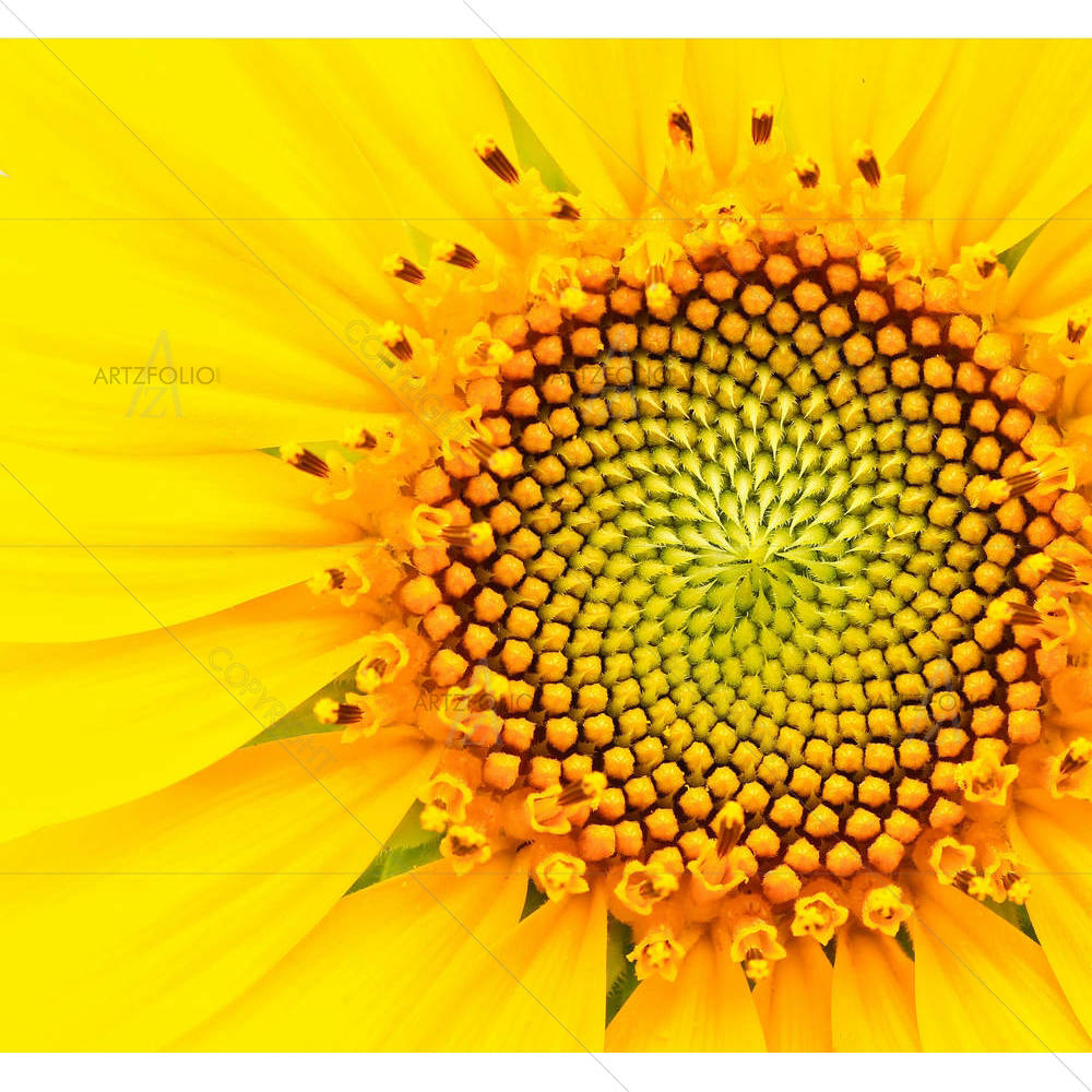 Yellow Sunflower — custom-size art design 5001202