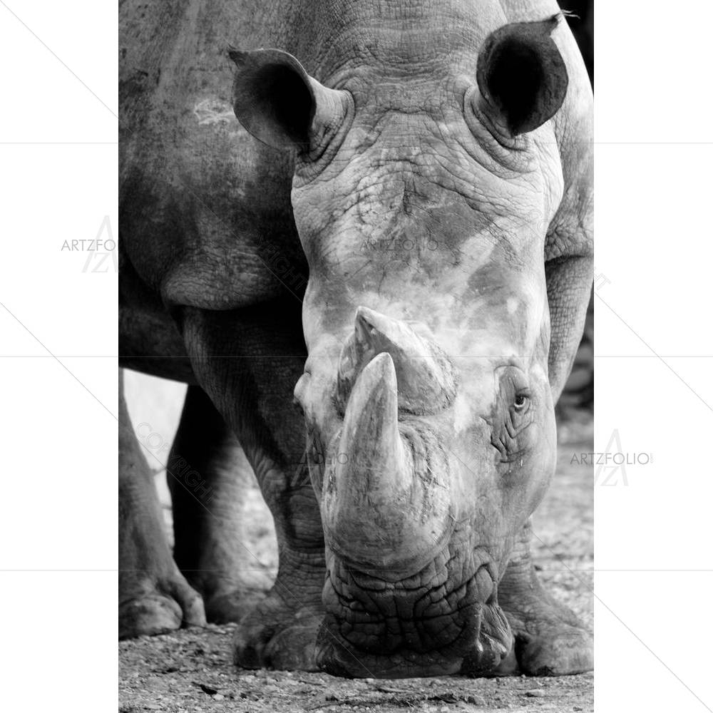 Rhino — custom-size art design 5001204