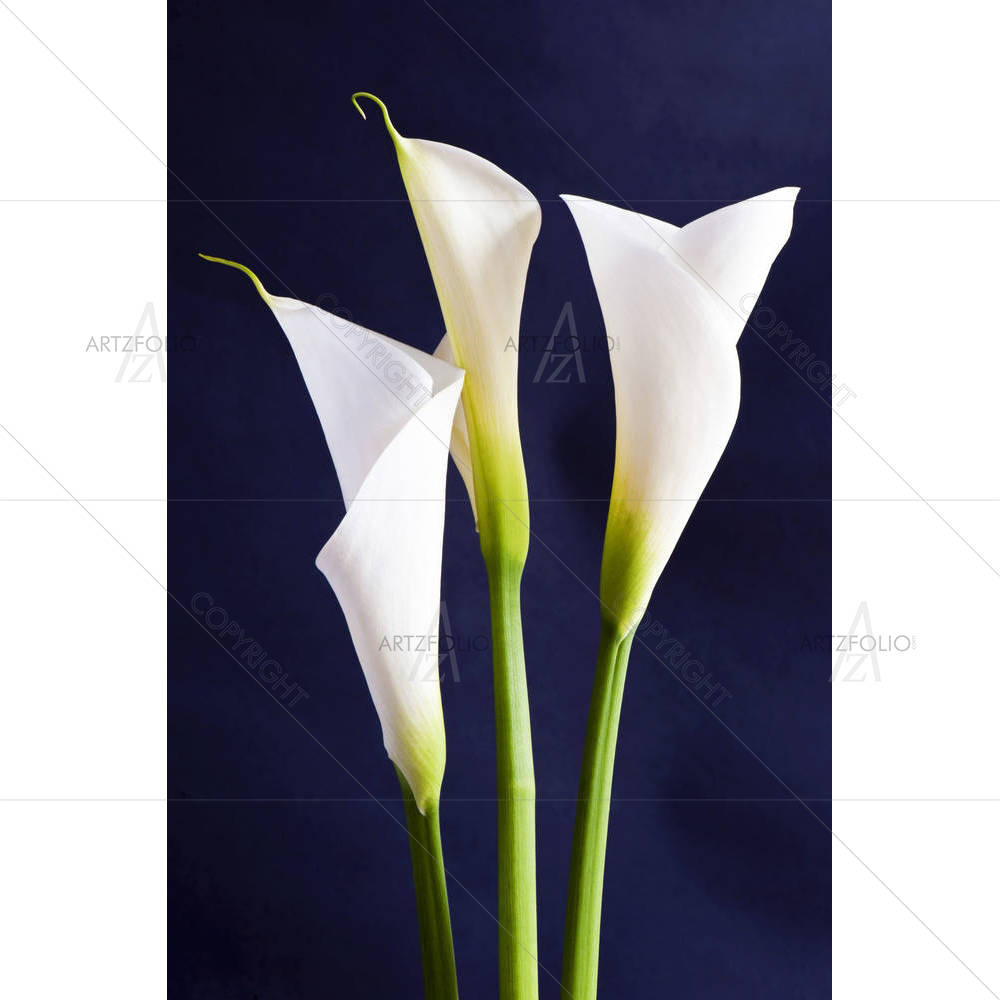 White Callas Flower — custom-size art design 5001223