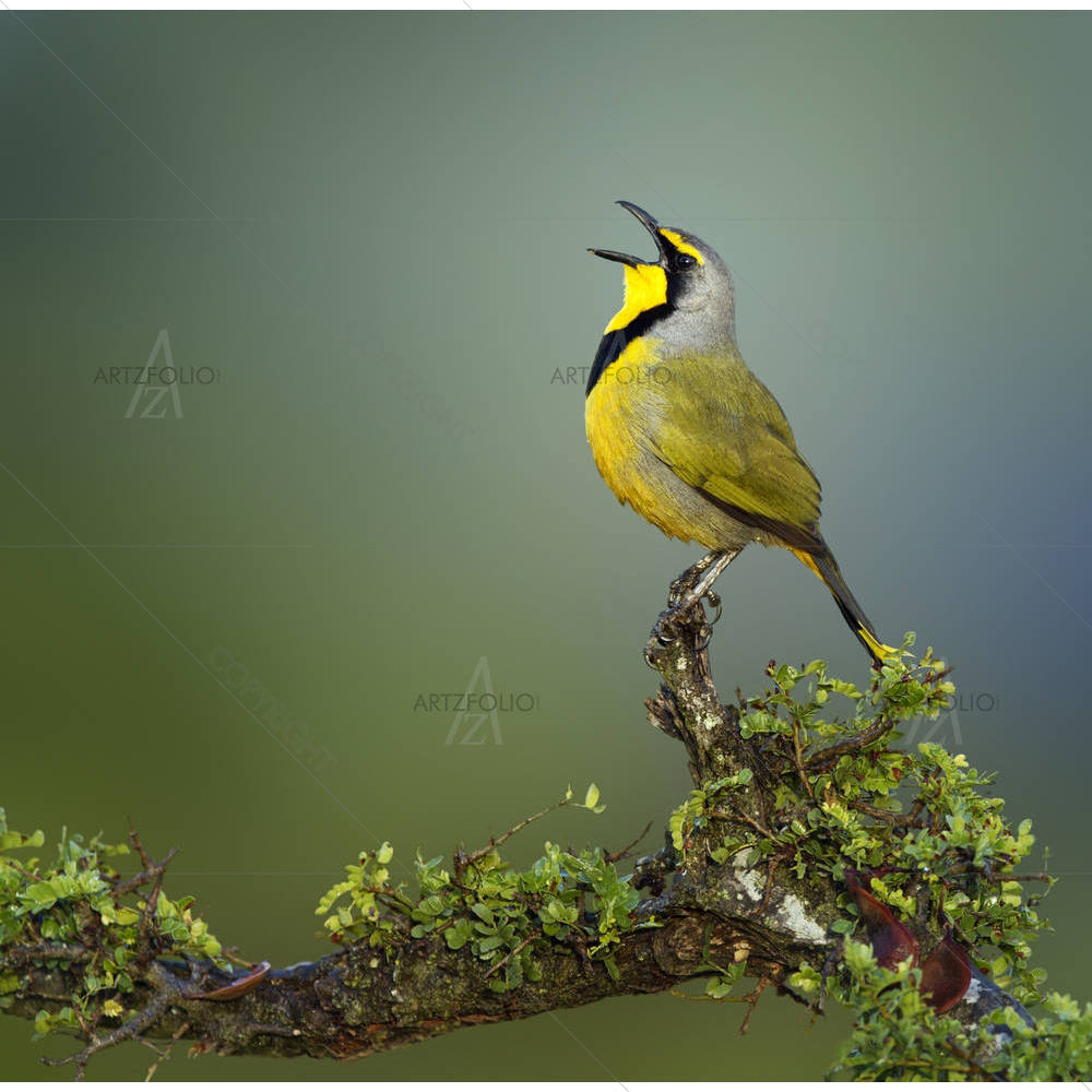 Bokmakierie bird of South Africa — Botanical custom art by ArtzFolio