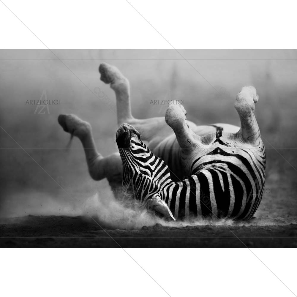 Zebra Rolling In The Dust — custom-size art design 5001321