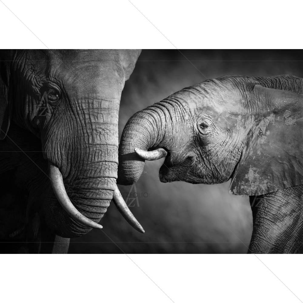 Elephants Showing Affection — custom-size art design 5001322