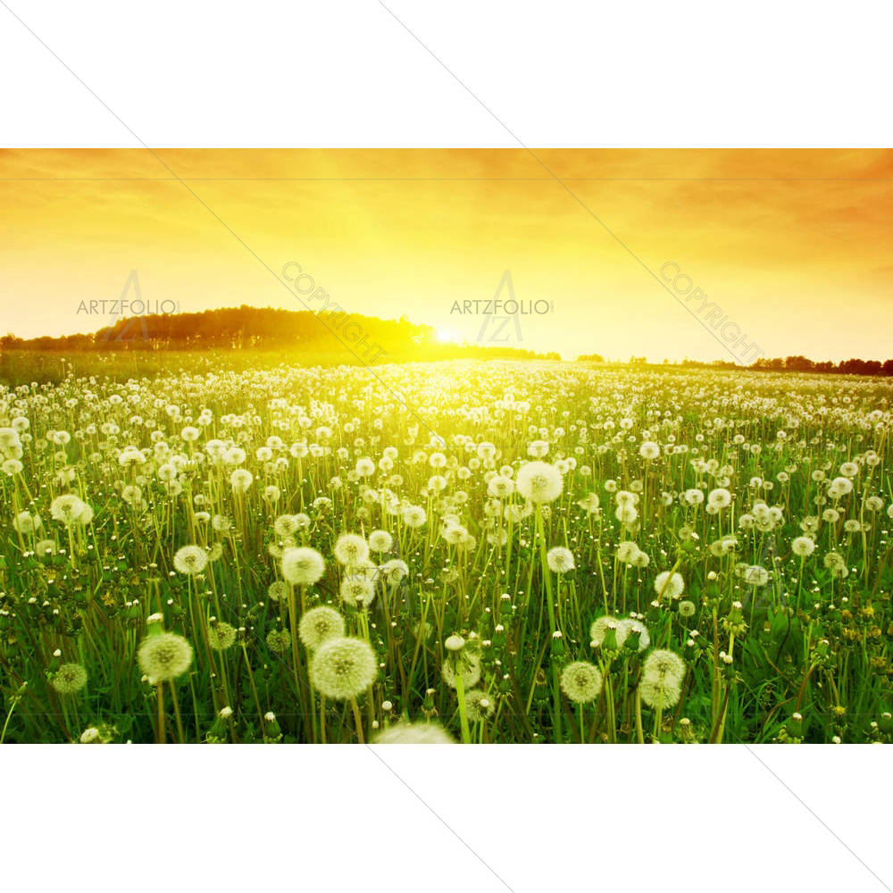 Dandelions In Meadow — custom-size art design 5001351
