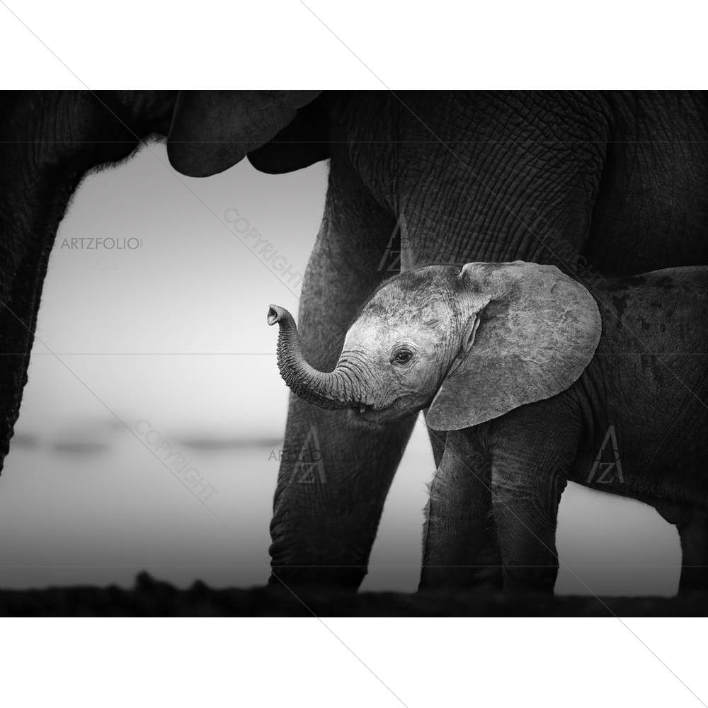 Baby Elephant Next To Cow — custom-size art design 5001392