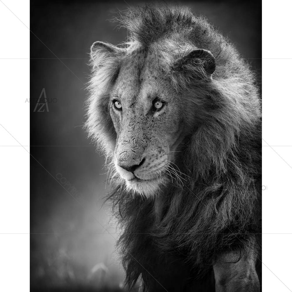 Male Lion — African custom art by ArtzFolio