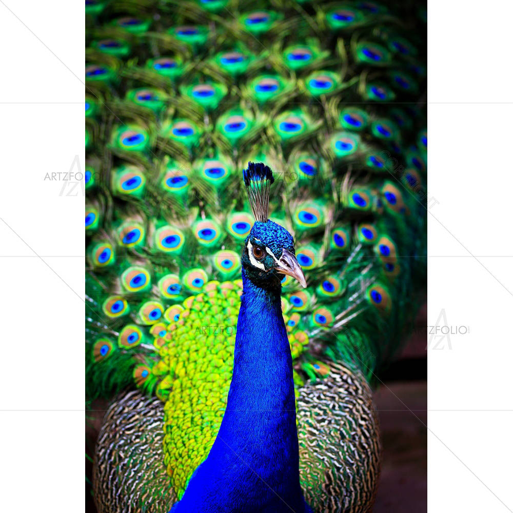 Peacock With Feathers — custom-size art design 5001422