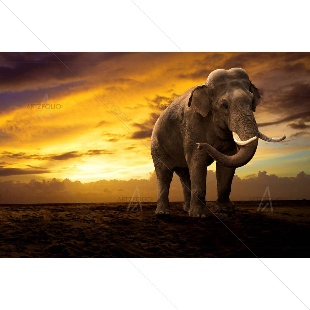 Elephant Walking Outdoor On Sunset — custom-size art design 5001431