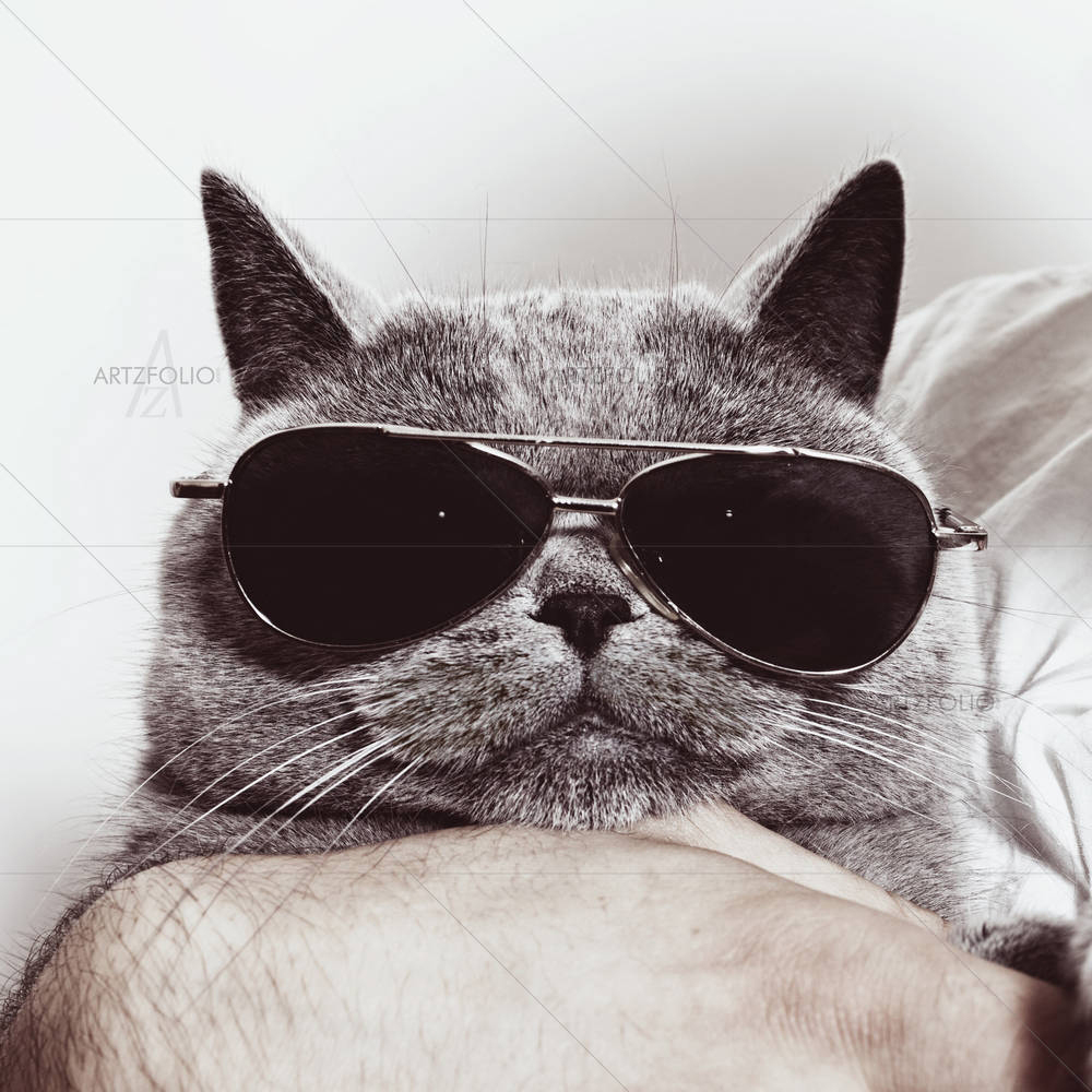 British Cat In Sunglasses — custom-size art design 5001446