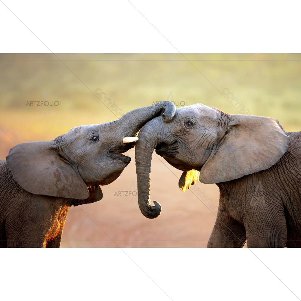 Addo Elephant National Park — custom-size art design 5001447