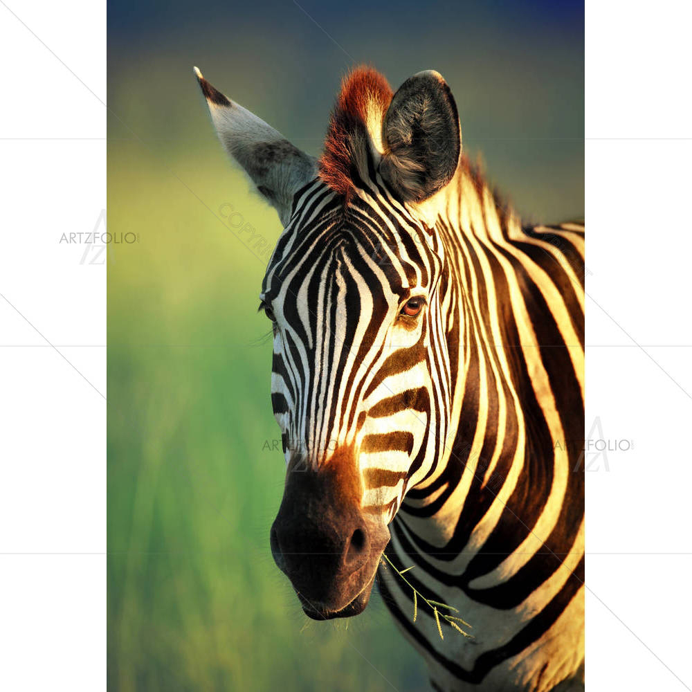 Zebra Kruger National Park South Africa — custom-size art design 5001448