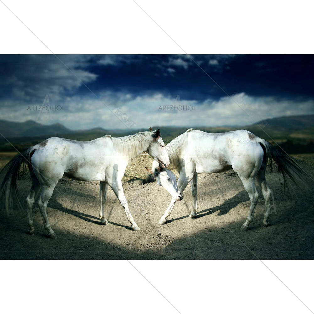 Two Beautiful White Horses — custom-size art design 5001454