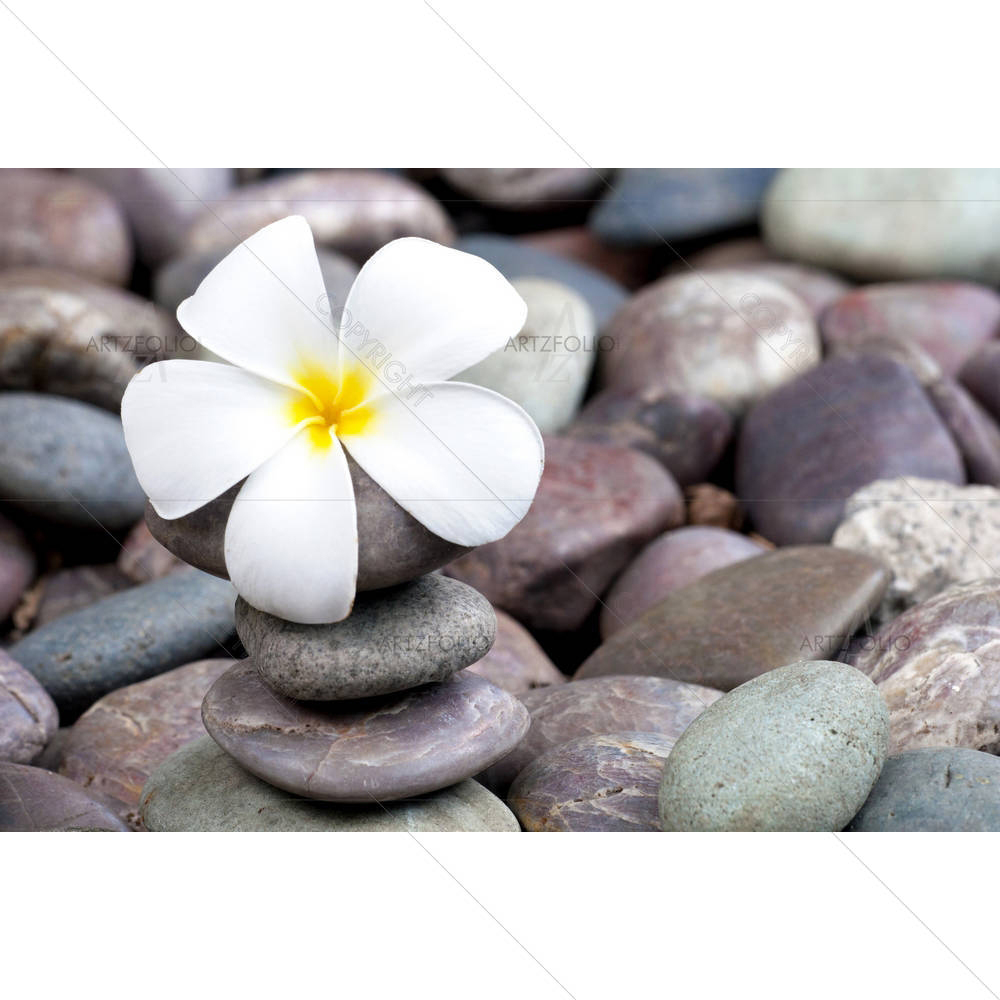 Frangipani On A Stack Of Rocks — Botanical custom art by ArtzFolio